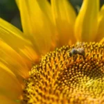 Close-up sunflower shot in blossoming time with the bee in the center.