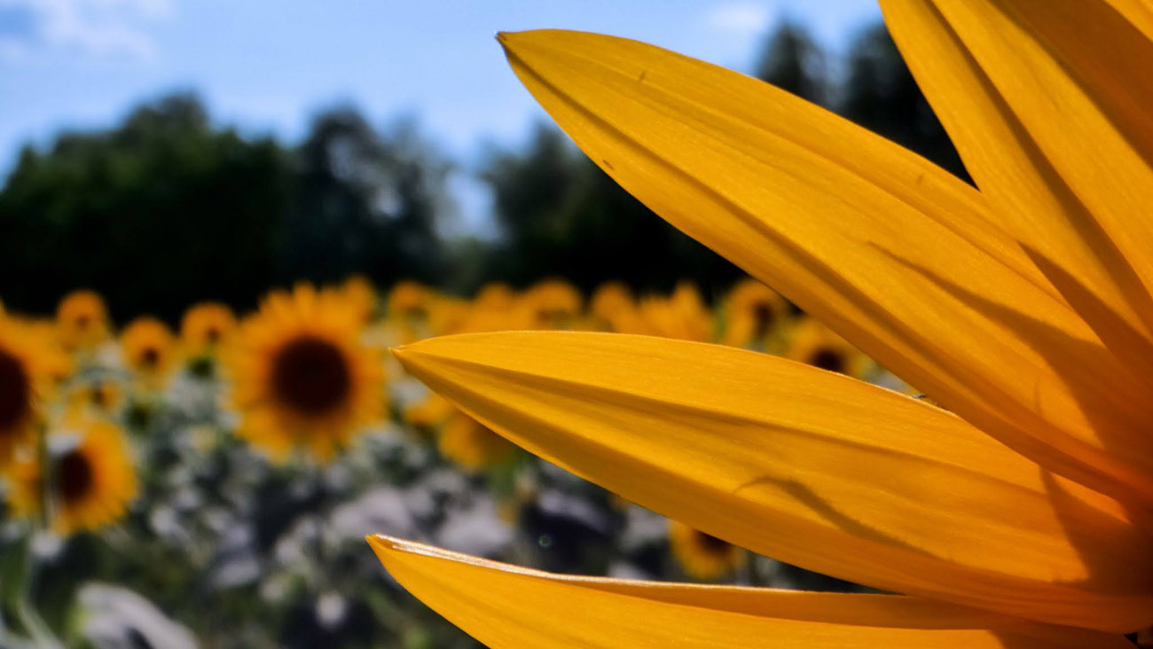 gluten free sunflower