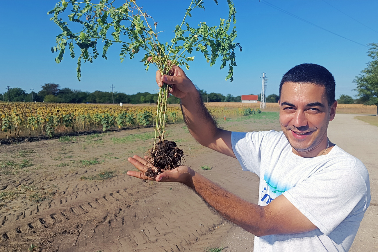 Smiling agronomist holding a chickpea plant with visible nodule formations