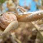 Close-up of a chickpea in an open pod surrounded by other chickpeas