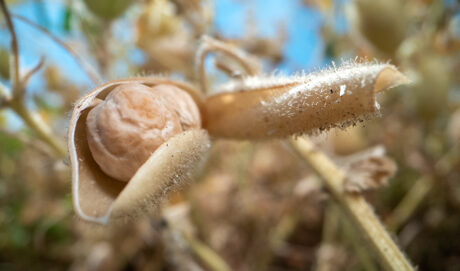 Close-up of a chickpea in an open pod surrounded by other chickpeas