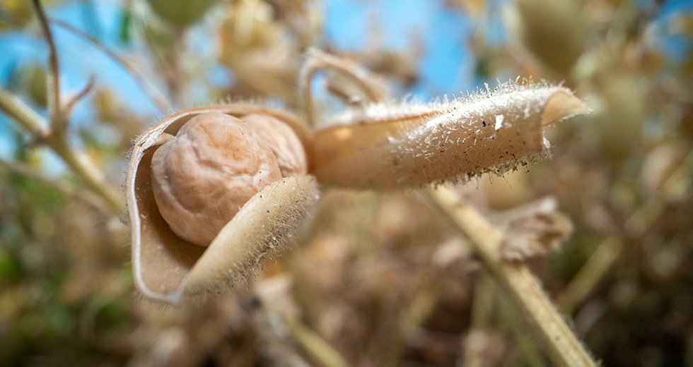 Close-up of a chickpea in an open pod surrounded by other chickpeas