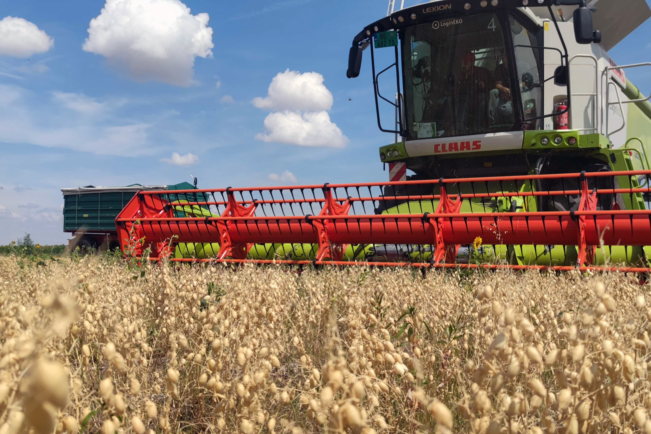 Chickpea harvest