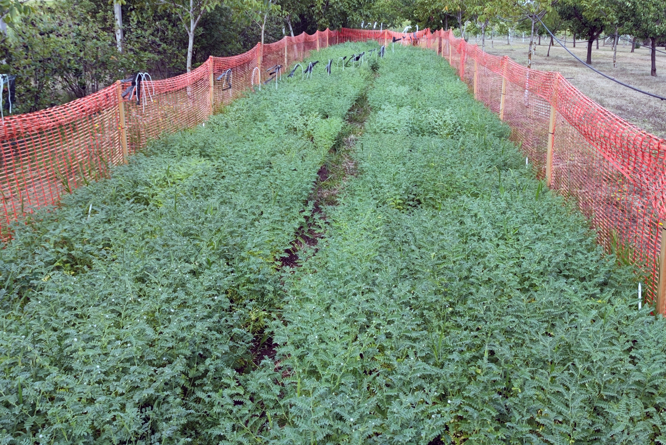 Chickpea inoculation field in orchard