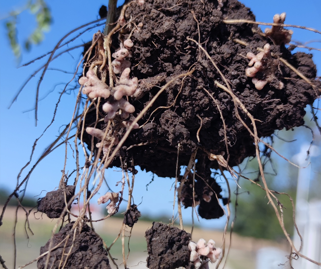 Chickpea nodule formatio