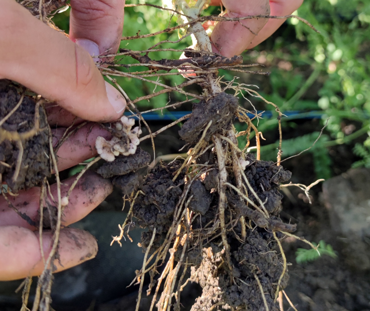 Chickpea nodule formation