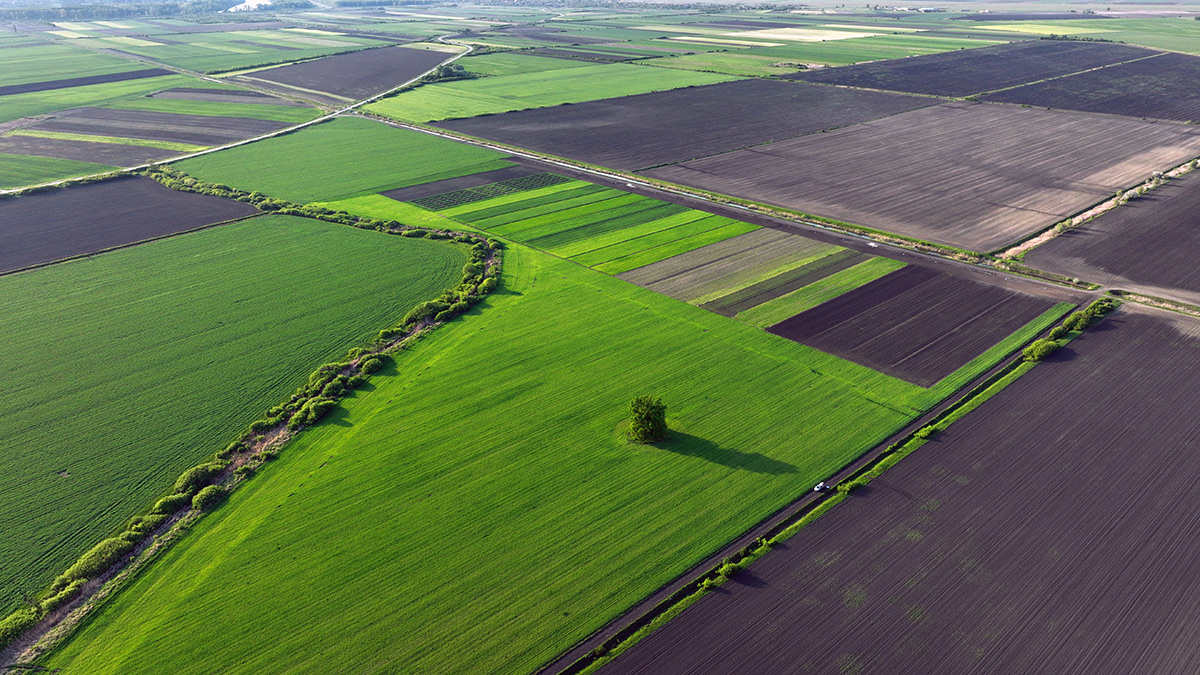 Our farm