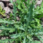 Canada thistle