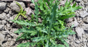 Canada thistle