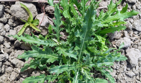 Canada thistle