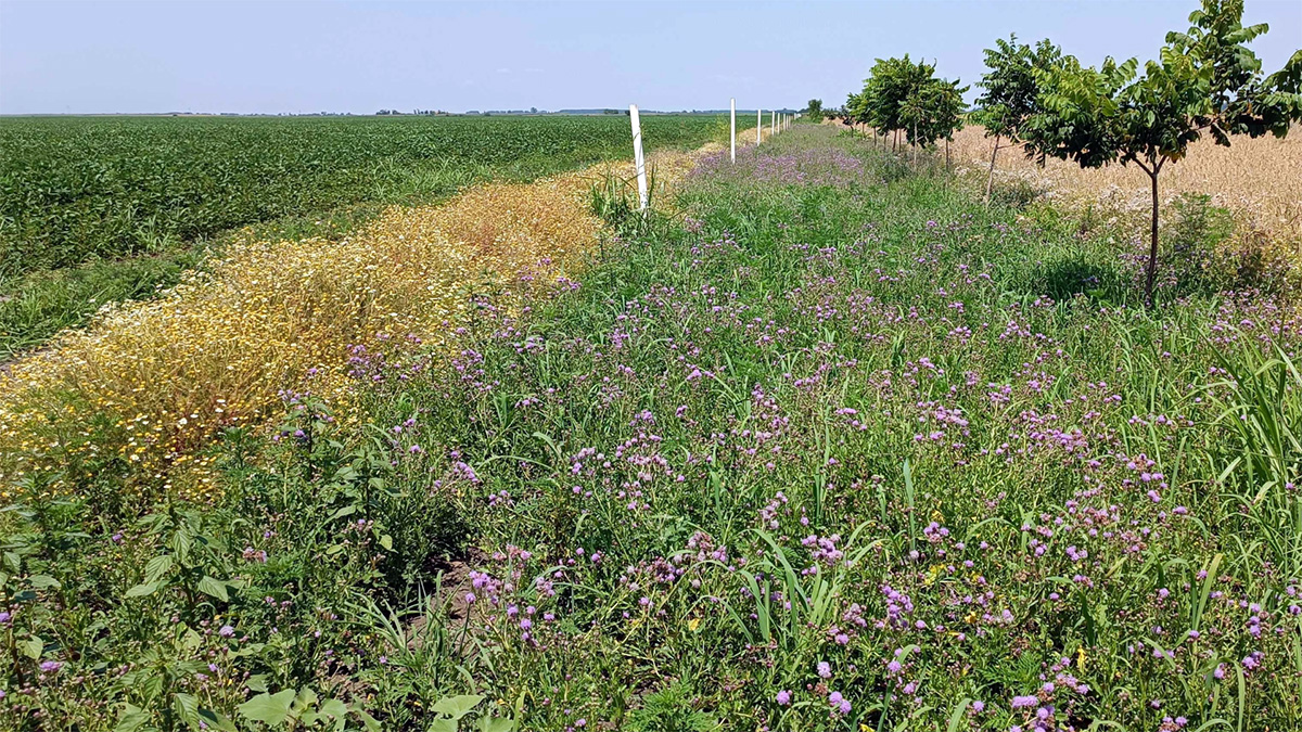 canada thistle in buffer zones