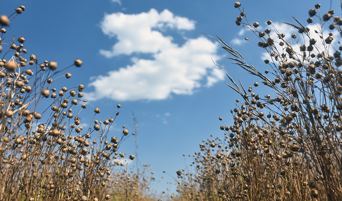 organic flax