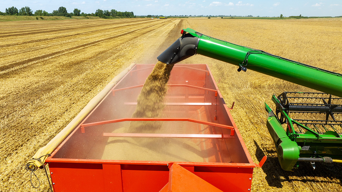 oat harvest