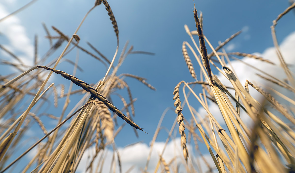 organic spelt