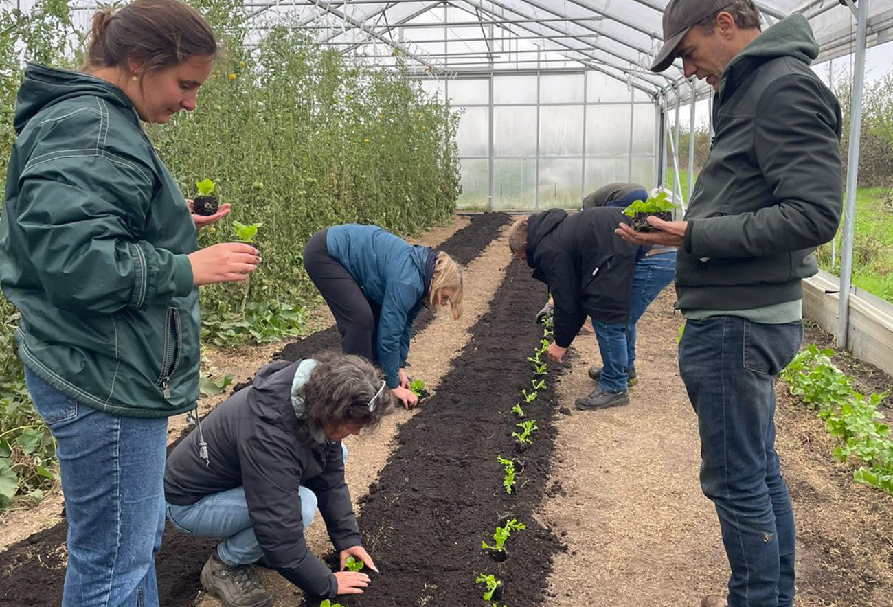 planting vegetables