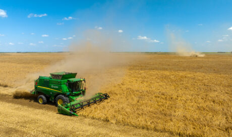 harvesting organic oats at LoginEKO