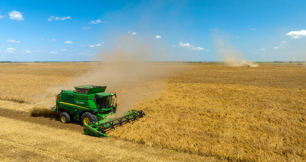 harvesting organic oats at LoginEKO