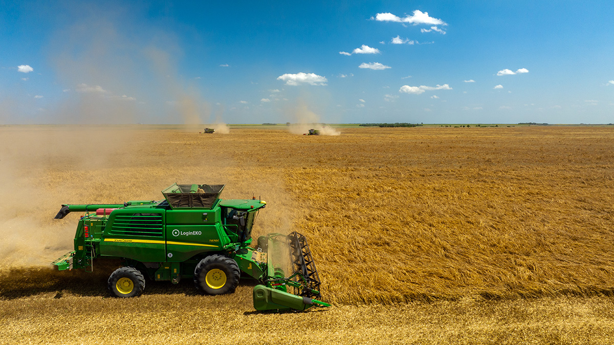 logineko organic oats harvesting