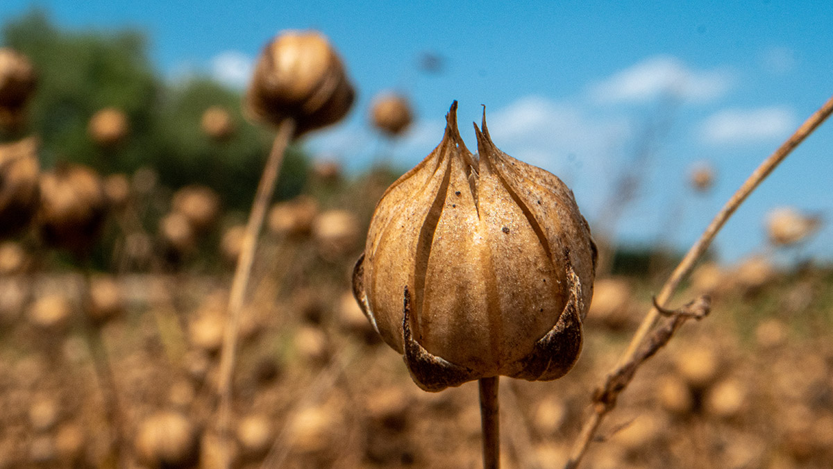 Our organic flax.