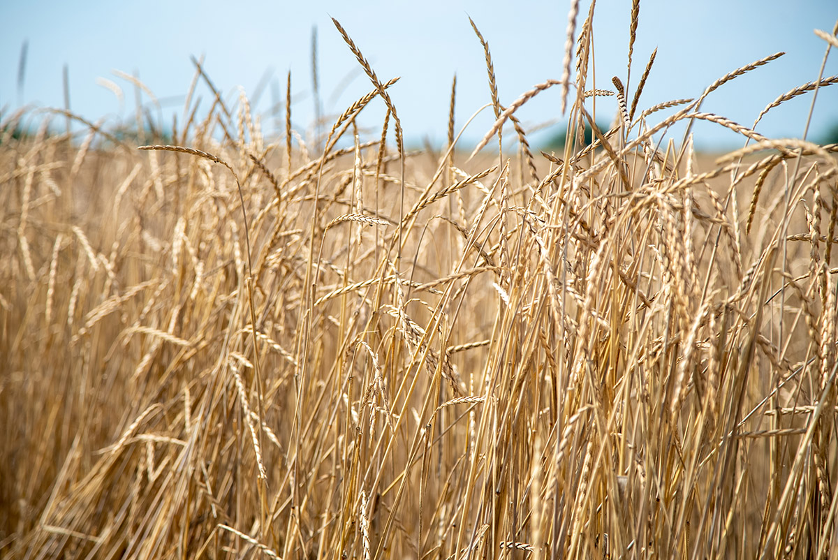 Our organic spelt