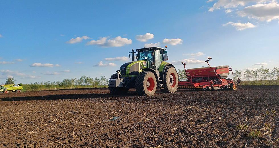 Winter peas sowing