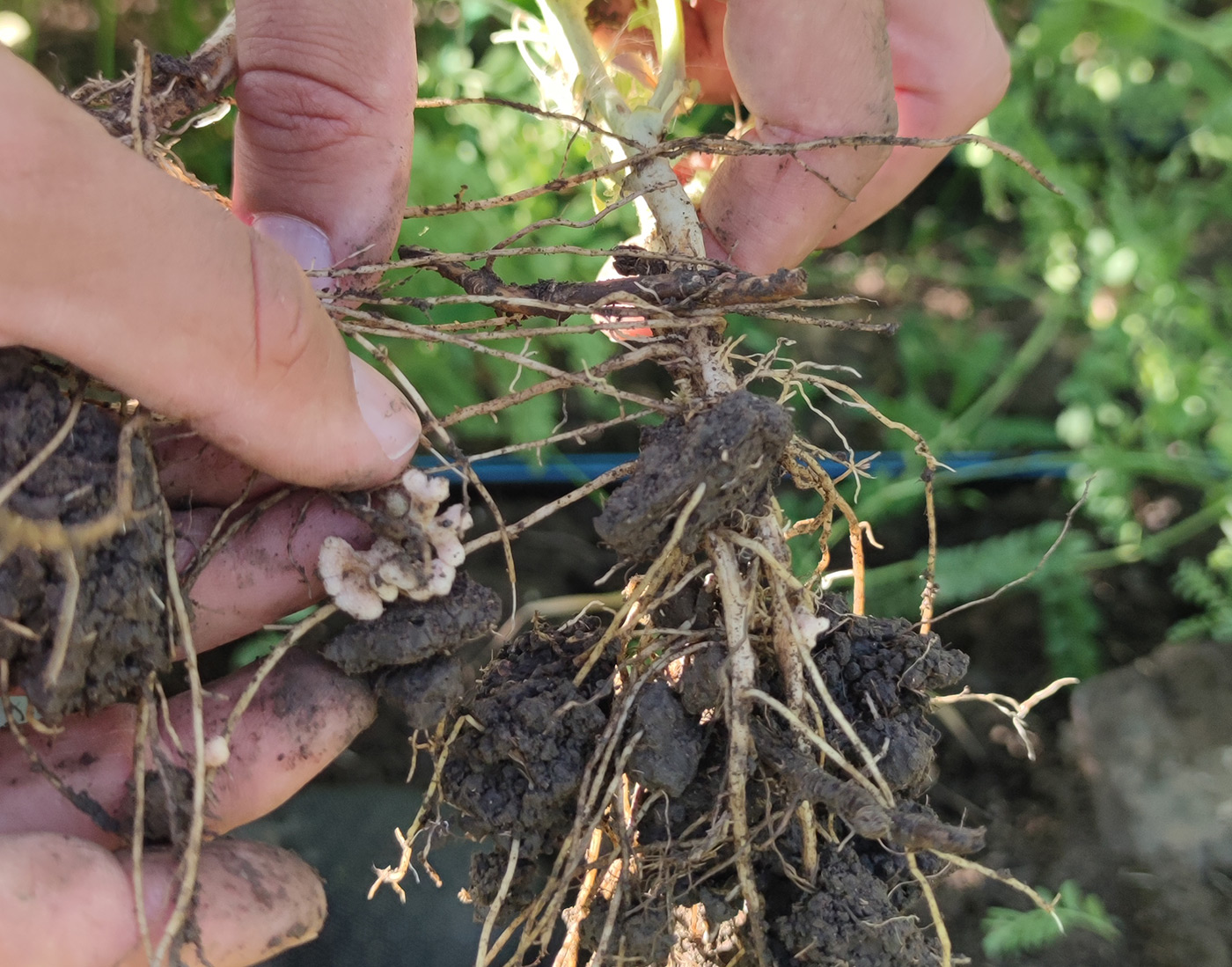 chickpea nitrogen nodule formation