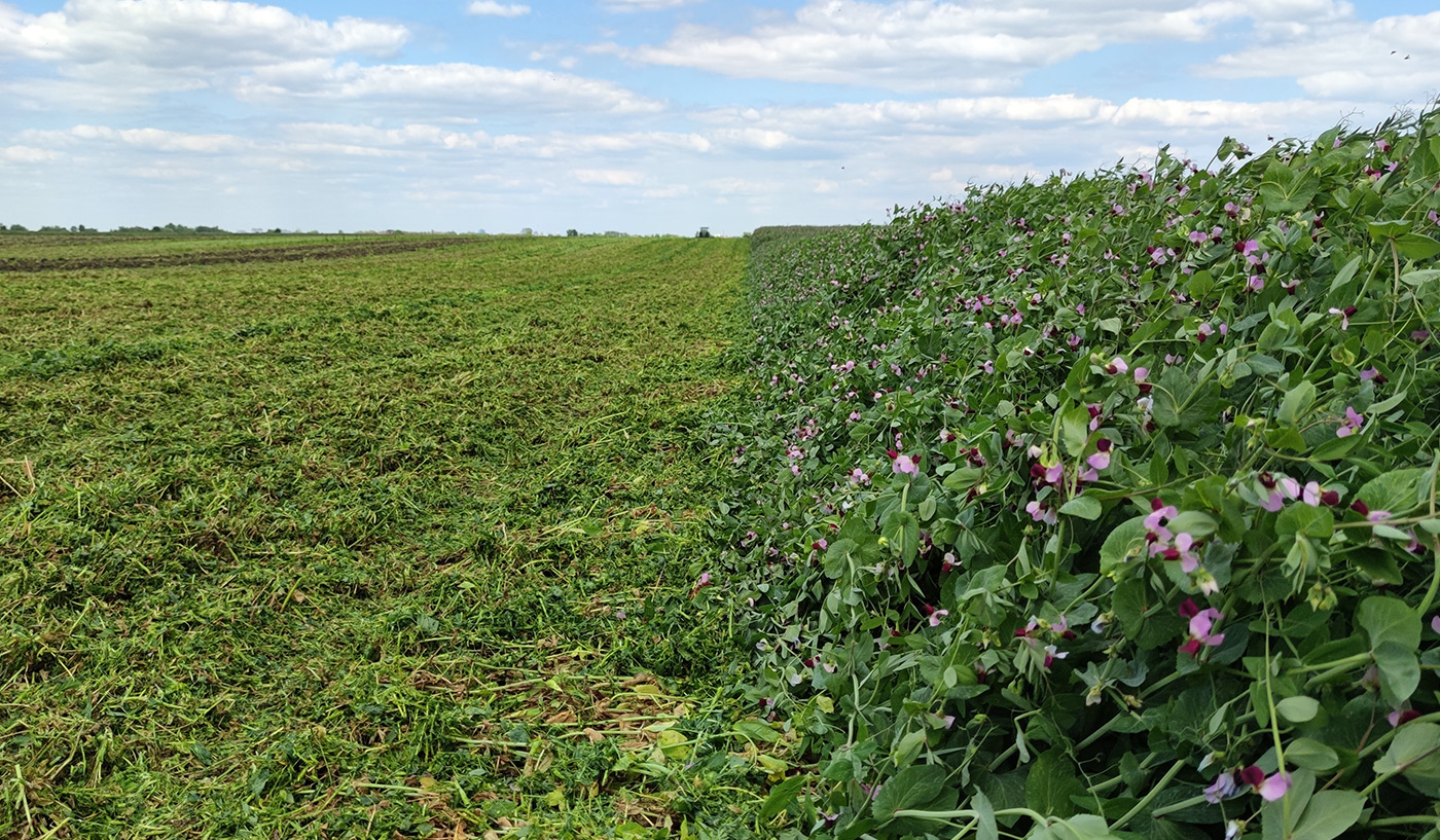 field peas ready for mulching