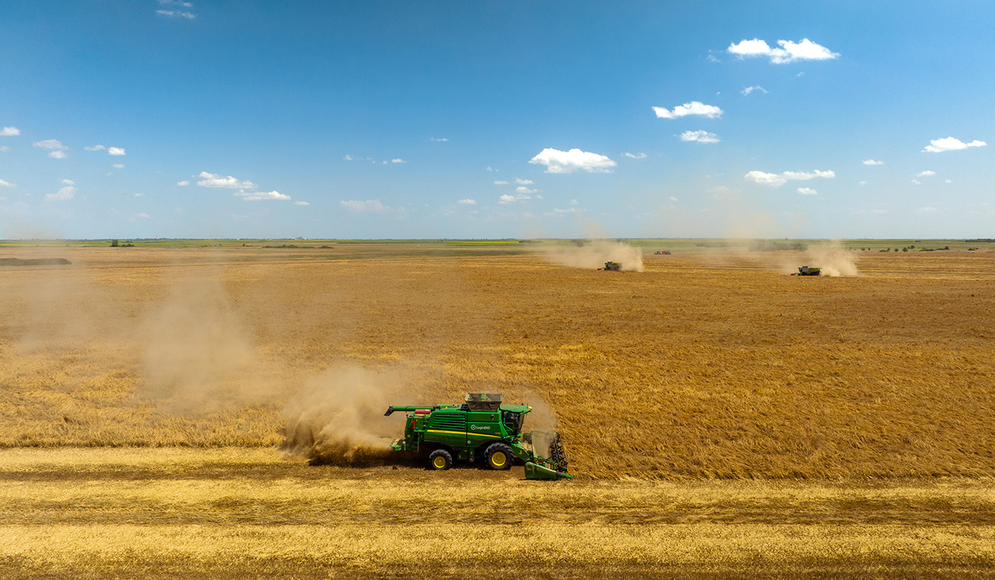 harvesting organic oats