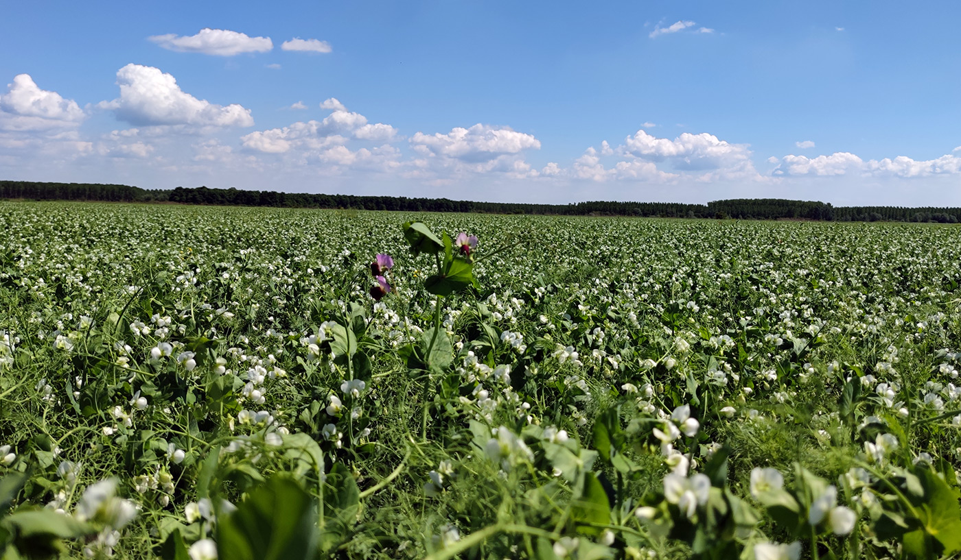 legume based farming