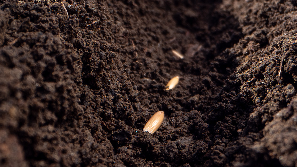 organic seeds in soil